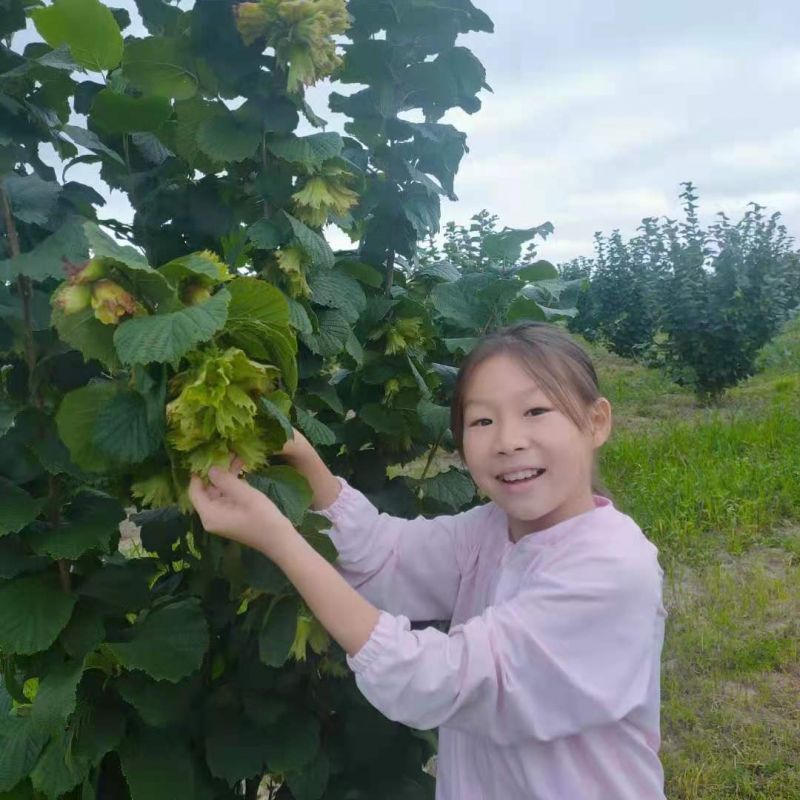 殺蟲(chóng)燈在榛子種植基地的應用